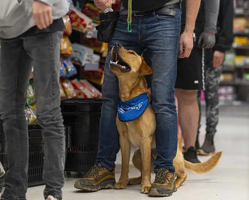Servicehunde Akademiet 140